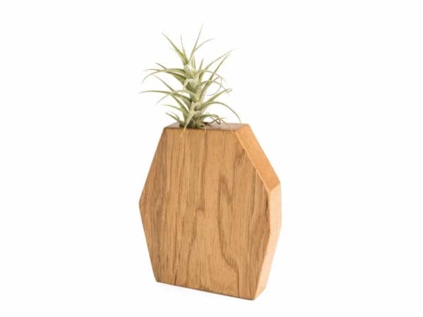 Rene Hickory Air Plant Holder