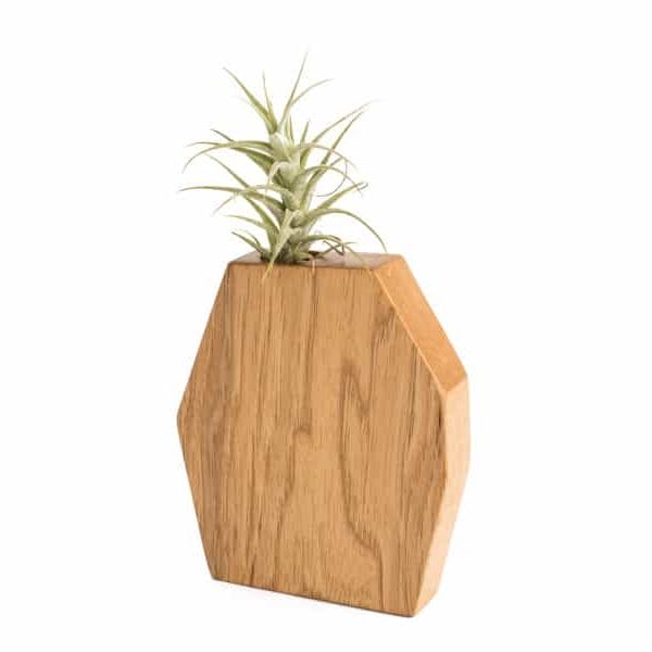 Rene Hickory Air Plant Holder